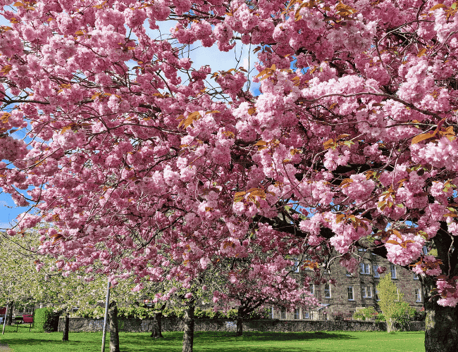 cherry blossoms time in harrison park