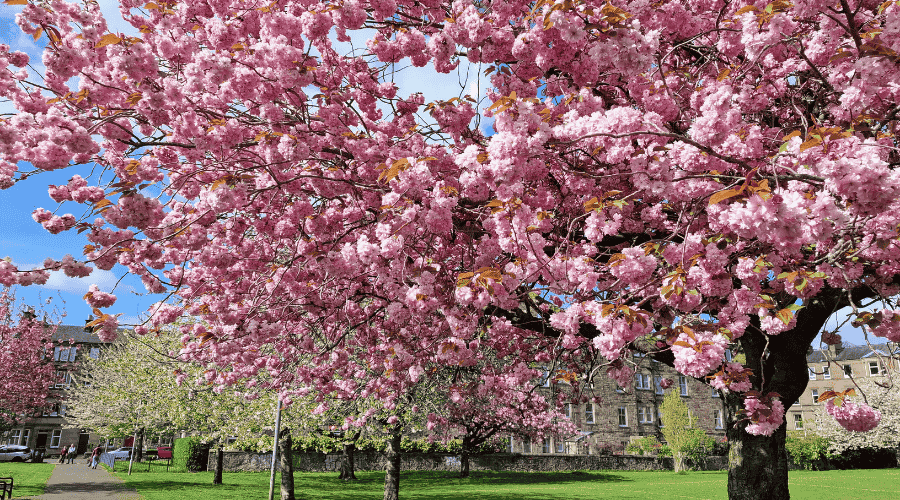 cherry blossoms time in harrison park