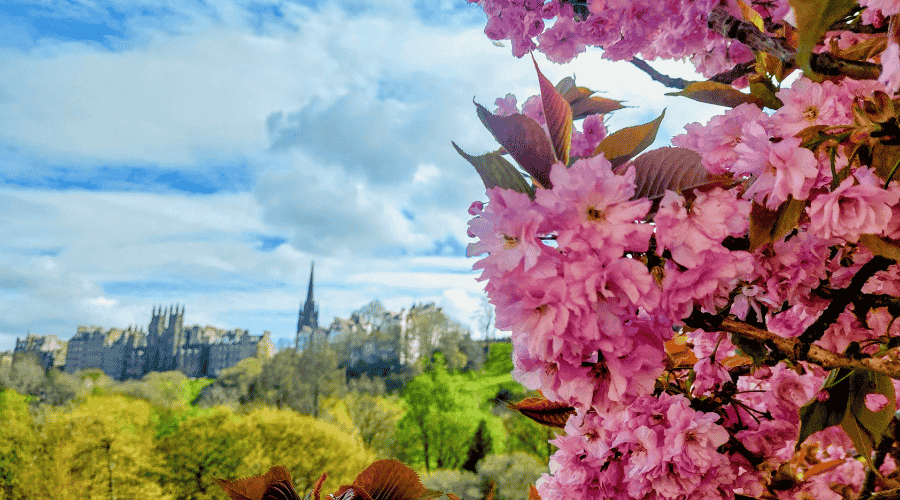 cherry blossoms time in princes street