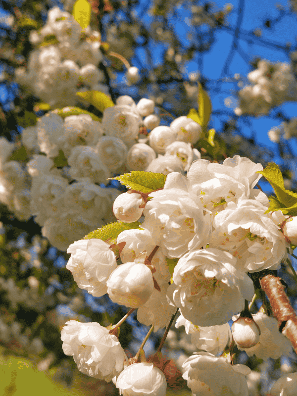 Spring in Royal Botanic Gardens