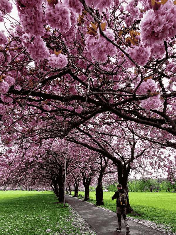 Nice walk in Meadows Cherry Blossons Flowering Time