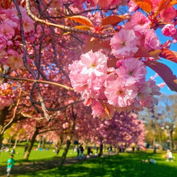 Beautiful cherry blossoms in Meadows, Edinburgh