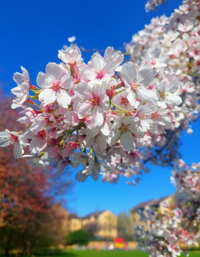 spring time in Edinburgh, first cherry blossoms