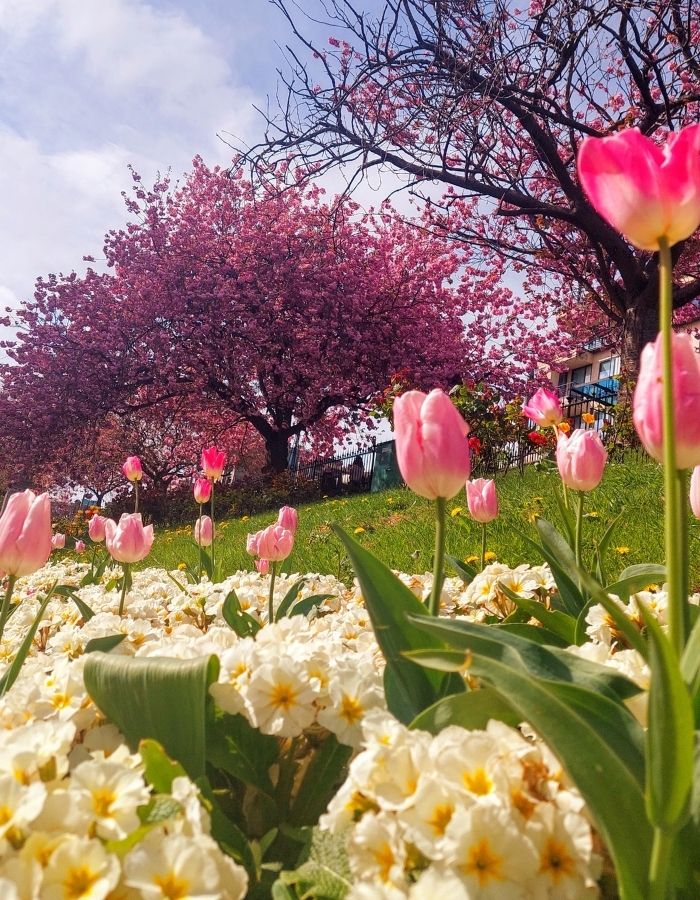 Spring is beautiful time to visit Edinburgh. Princes Street garden cherry blossoms and spring flowers