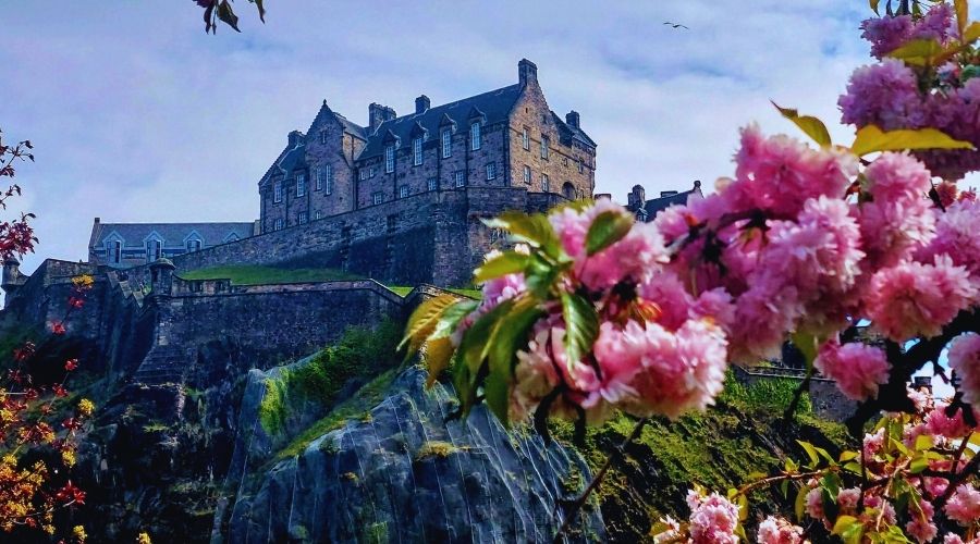Beautiful view from Princes Gardens to Edinburgh Castle during cherry blossoms time