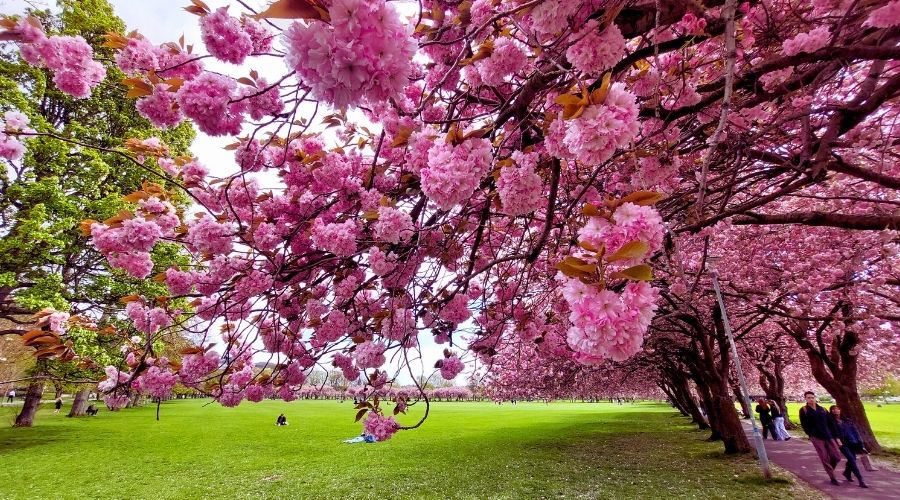 Edinburgh Meadows during cherry blossoms time